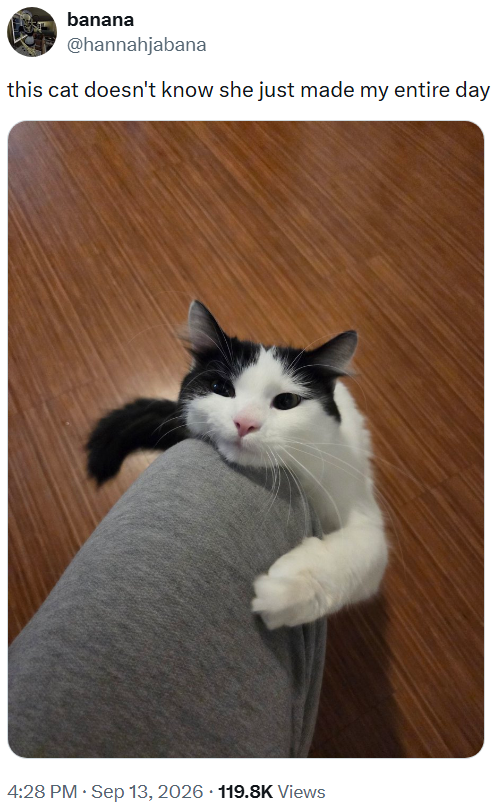 banana @hannahjabana this cat doesn't know she just made my entire day 4:28 PM ⚫ Sep 13, 2026 119.8K Views
