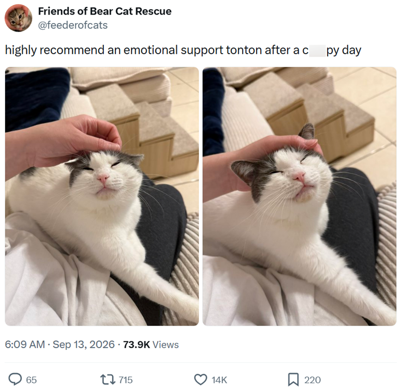 Friends of Bear Cat Rescue @feederofcats highly recommend an emotional support tonton after a c 6:09 AM · Sep 13, 2026 · 73.9K Views 65 715 14K ☐ 220 py day