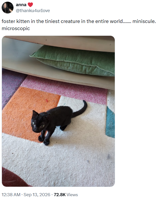 anna @thanku4urIove foster kitten in the tiniest creature in the entire world......... miniscule. microscopic 12:38 AM Sep 13, 2026 72.8K Views