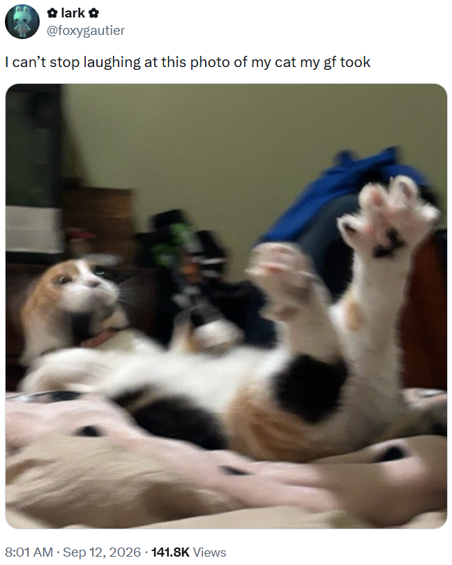 ✿ lark @foxygautier I can't stop laughing at this photo of my cat my gf took • 8:01 AM ⚫ Sep 12, 2026 141.8K Views