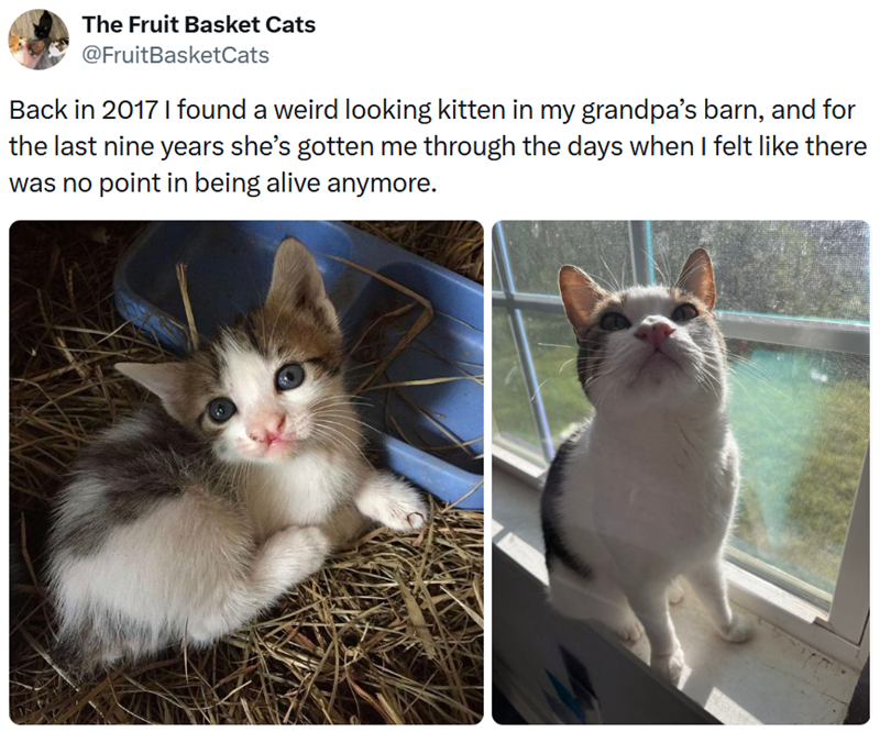 The Fruit Basket Cats @FruitBasketCats Back in 2017 I found a weird looking kitten in my grandpa's barn, and for the last nine years she's gotten me through the days when I felt like there was no point in being alive anymore.