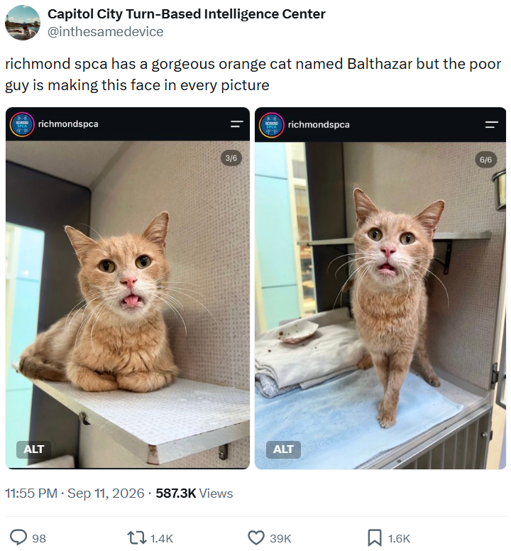 Capitol City Turn-Based Intelligence Center @inthesamedevice richmond spca has a gorgeous orange cat named Balthazar but the poor guy is making this face in every picture ALT richmondspca 11:55 PM · Sep 11, 2026 587.3K Views 98 1.4K 3/6 | | ALT richmondspca 39K 1.6K 6/6