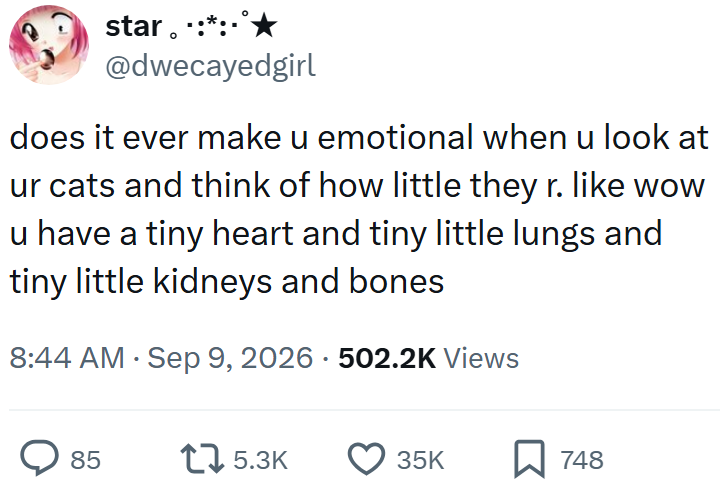 star.. @dwecayedgirl does it ever make u emotional when u look at ur cats and think of how little they r. like wow u have a tiny heart and tiny little lungs and tiny little kidneys and bones 8:44 AM ⚫ Sep 9, 2026 502.2K Views 85 15.3K 35K ☐ 748