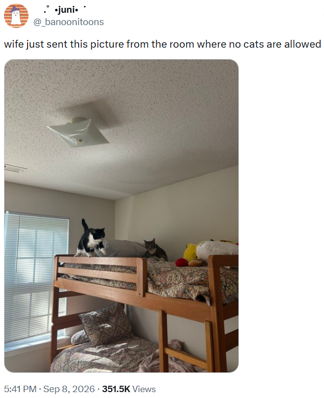 .° •juni. @_banoonitoons wife just sent this picture from the room where no cats are allowed 5:41 PM · Sep 8, 2026 351.5K Views