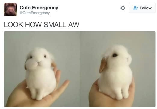 Cute Emergency @CuteEmergency LOOK HOW SMALL AW Follow