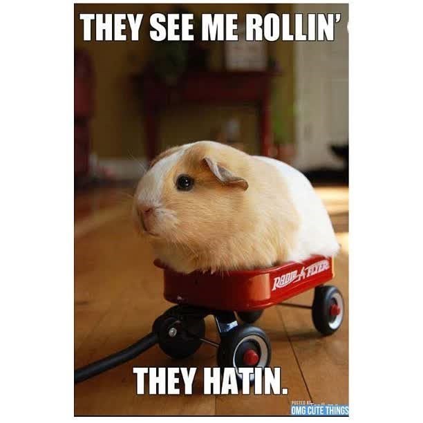 THEY SEE ME ROLLIN' RADIB FLYER THEY HATIN. OMG CUTE THINGS
