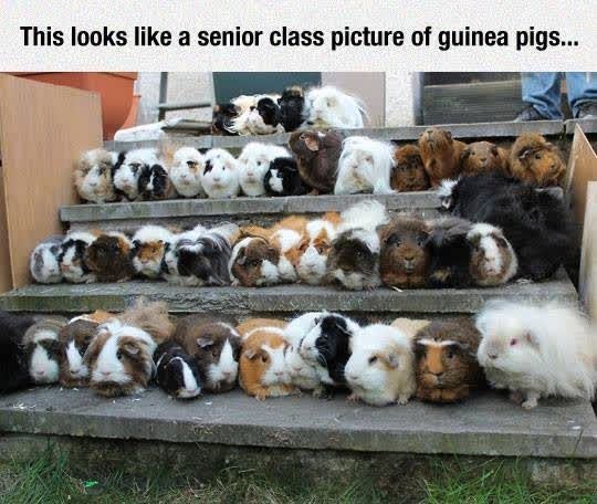 This looks like a senior class picture of guinea pigs...