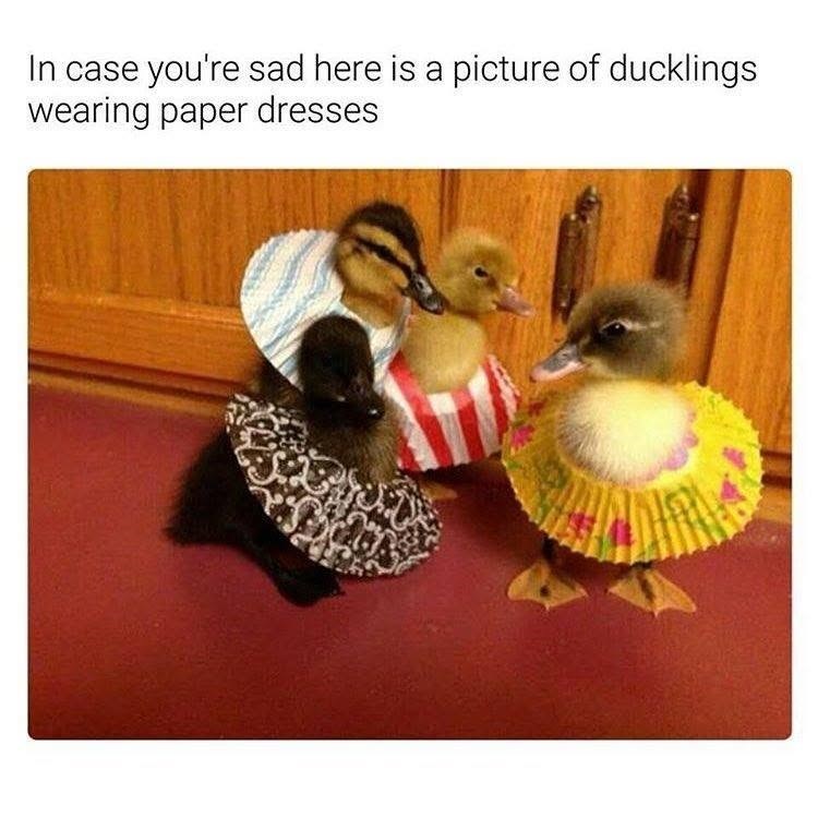 In case you're sad here is a picture of ducklings wearing paper dresses