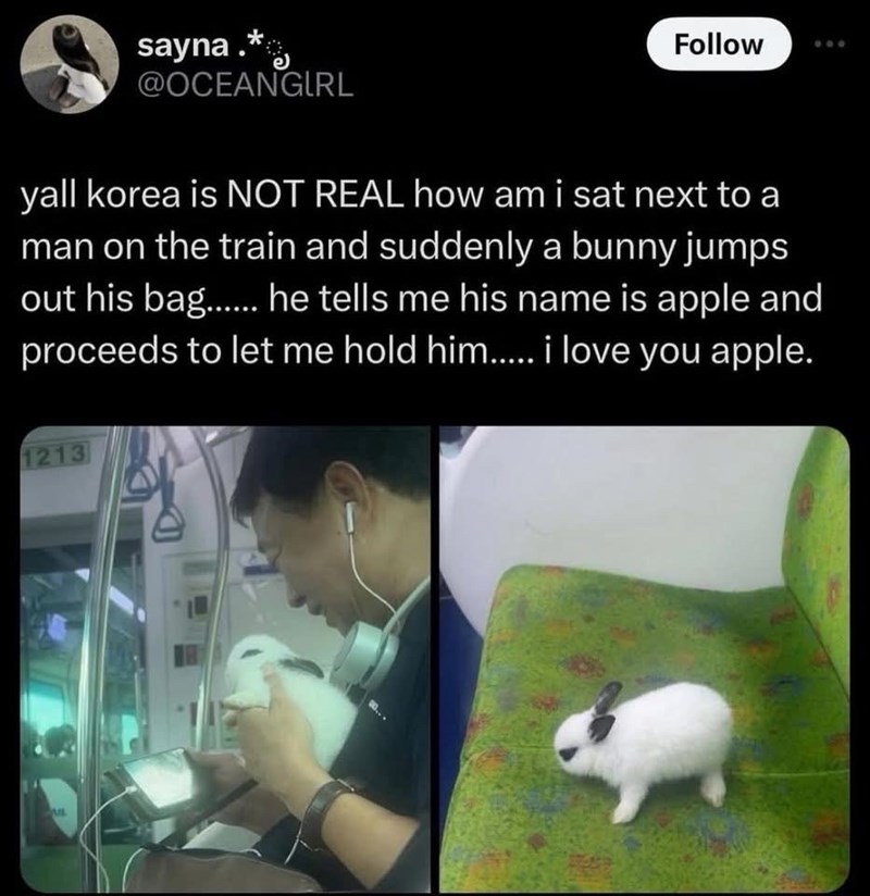 sayna.* @OCEANGIRL Follow yall korea is NOT REAL how am i sat next to a man on the train and suddenly a bunny jumps out his bag...... he tells me his name is apple and proceeds to let me hold him..... i love you apple. 1213