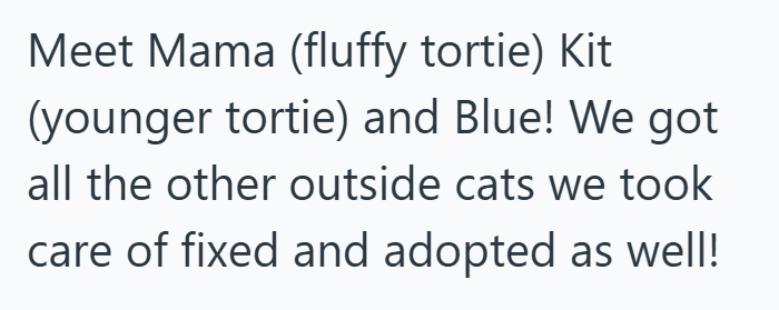 Meet Mama (fluffy tortie) Kit (younger tortie) and Blue! We got all the other outside cats we took care of fixed and adopted as well!