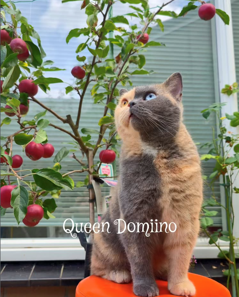 Queen Domiino