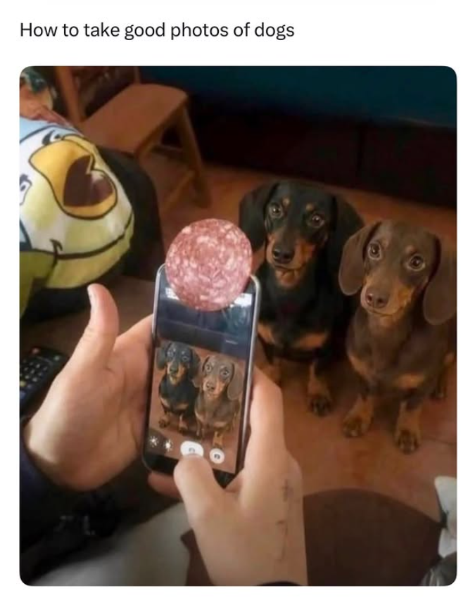 How to take good photos of dogs