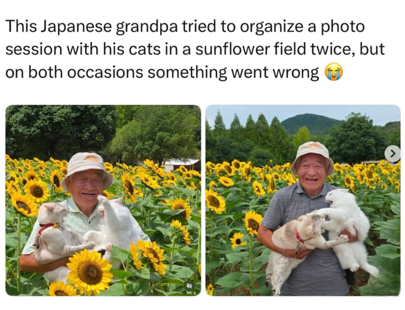 This Japanese grandpa tried to organize a photo session with his cats in a sunflower field twice, but on both occasions something went wrong
