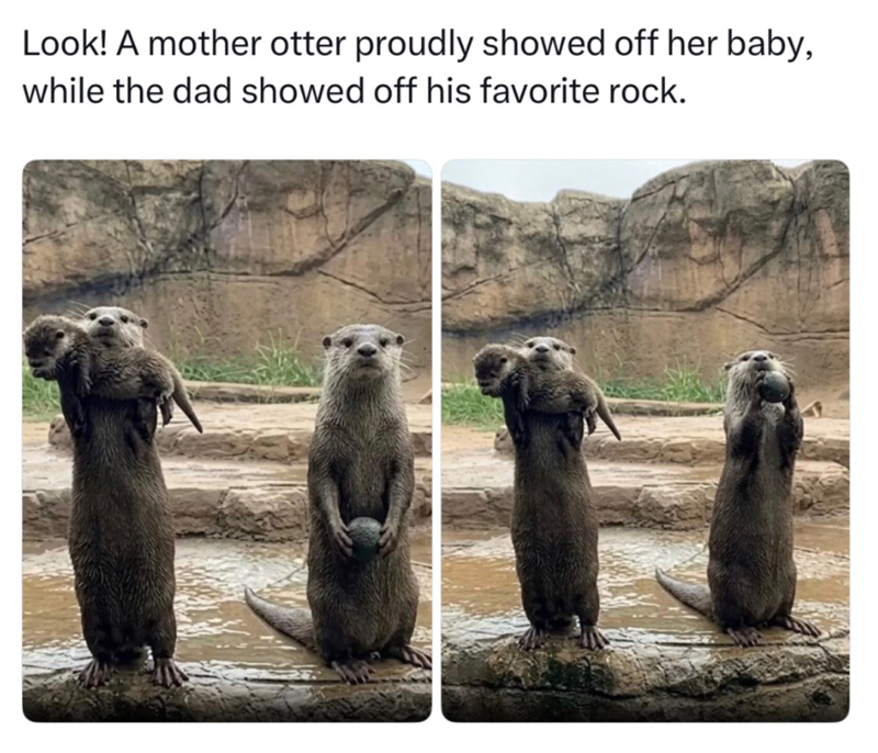 Look! A mother otter proudly showed off her baby, while the dad showed off his favorite rock.