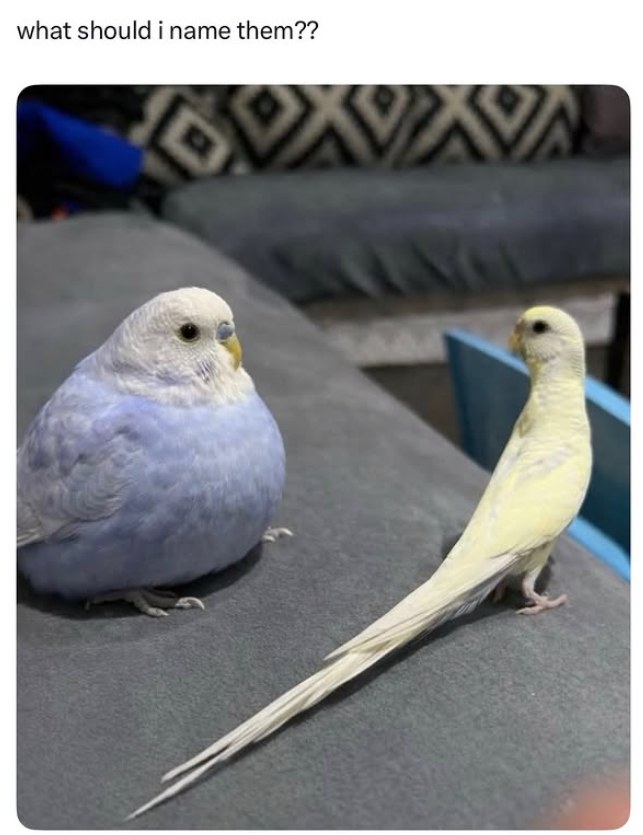 what should i name them?? VA