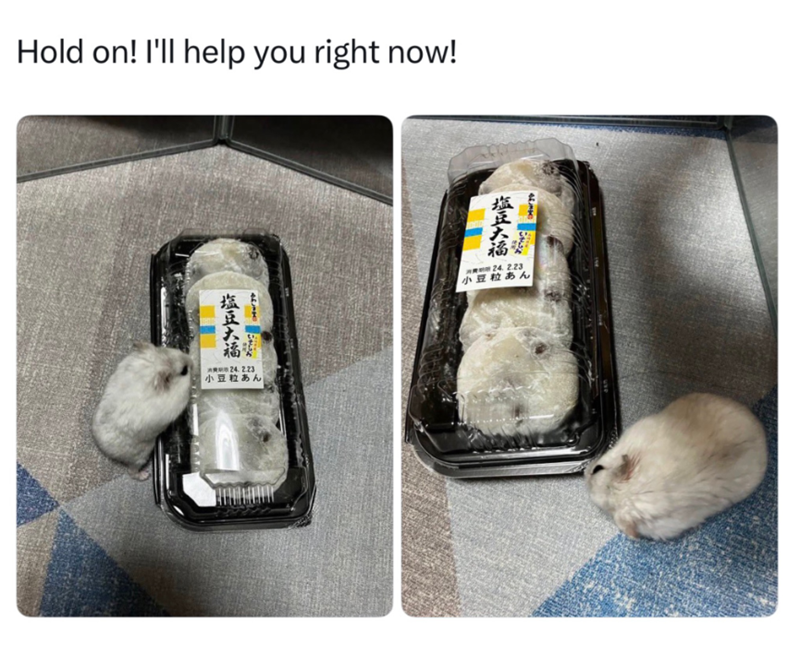 Hold on! I'll help you right now! 塩豆大福 消费期 24.2.23 小豆粒あん 塩豆大福 20乘8m 24.2.23 小豆粒あん