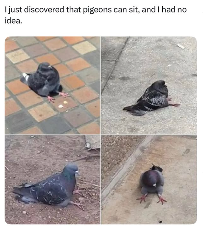 I just discovered that pigeons can sit, and I had no idea.