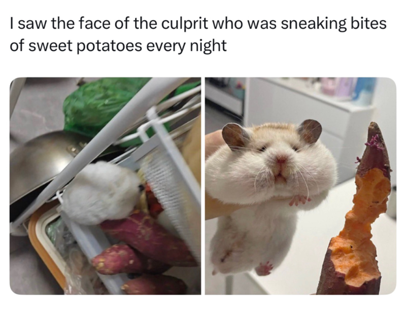 I saw the face of the culprit who was sneaking bites of sweet potatoes every night