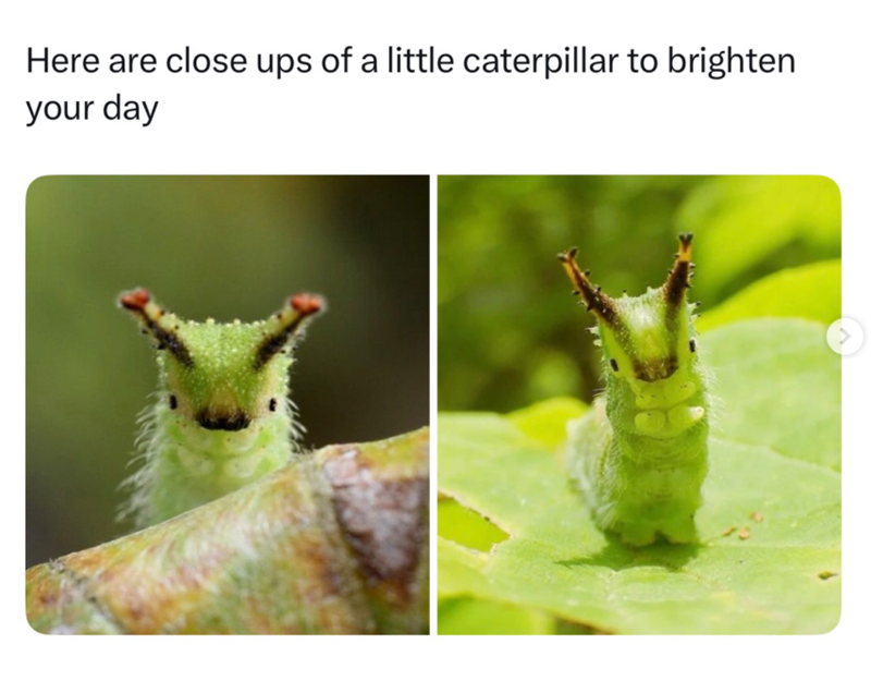 Here are close ups of a little caterpillar to brighten your day