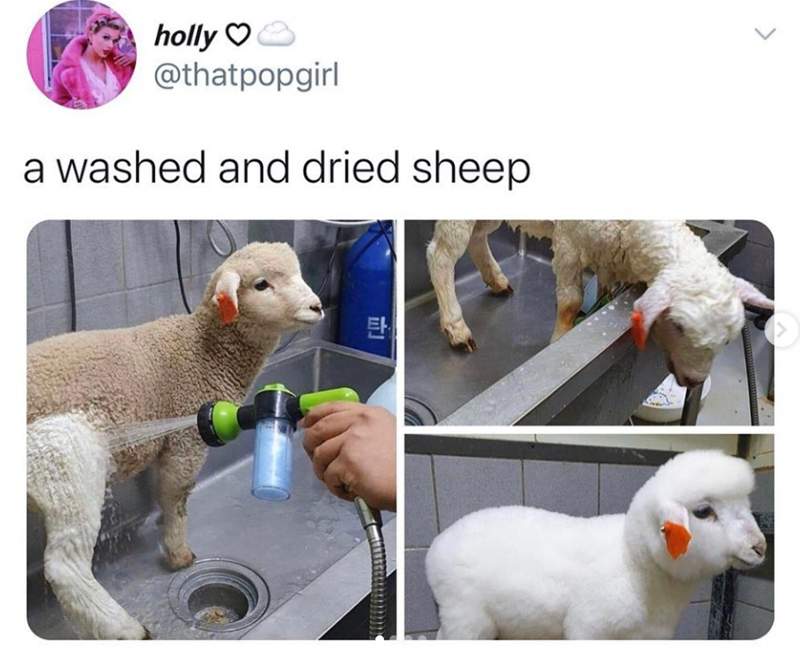 holly♡ @thatpopgirl a washed and dried sheep 탄