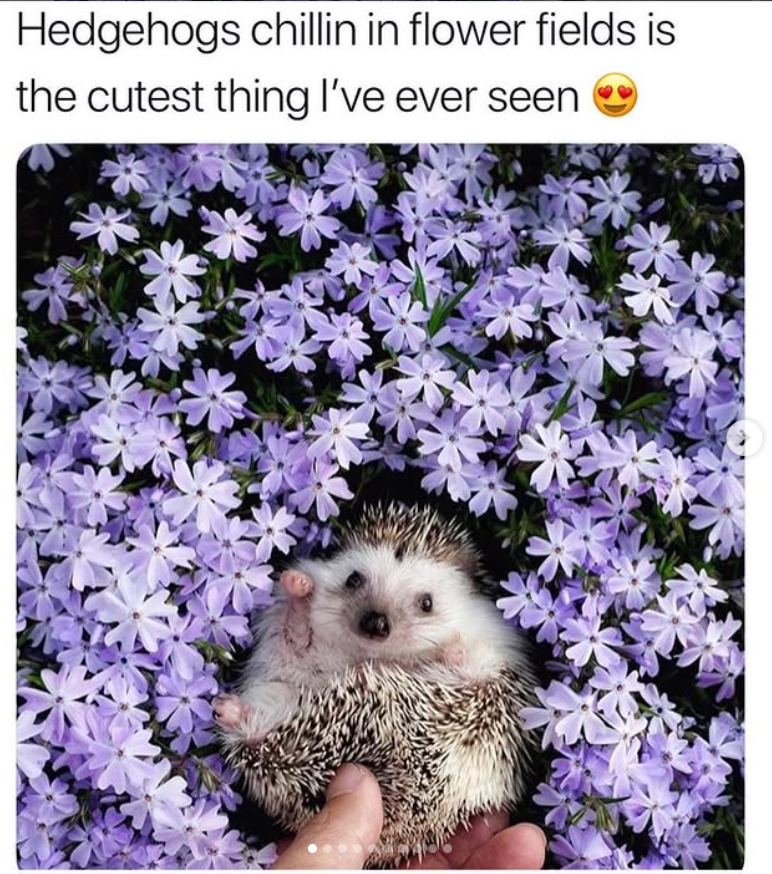 Hedgehogs chillin in flower fields is the cutest thing I've ever seen