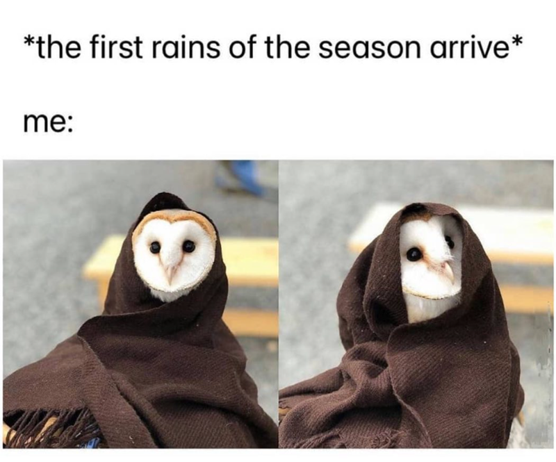 *the first rains of the season arrive* me: