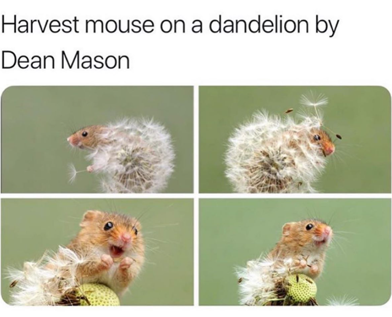 Harvest mouse on a dandelion by Dean Mason