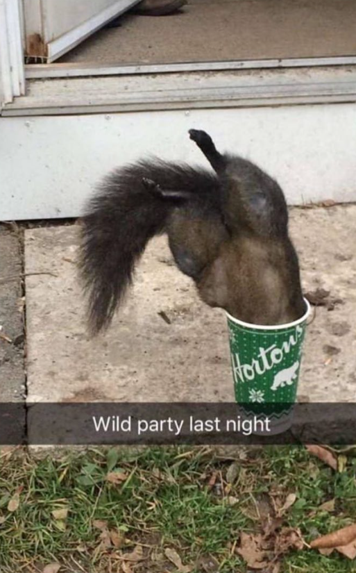 Hortons Wild party last night