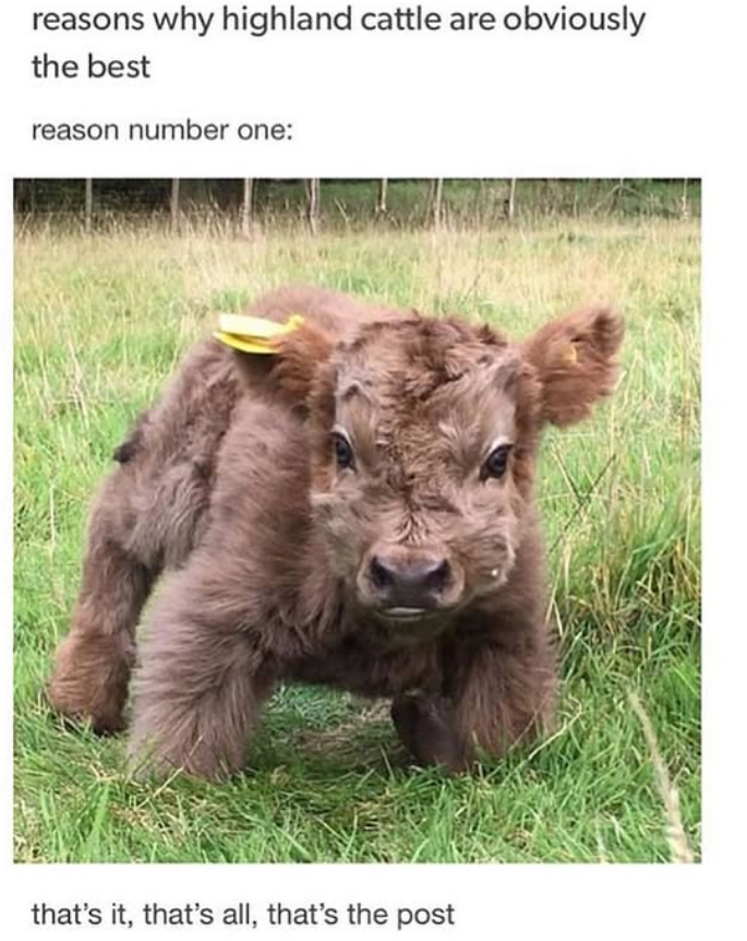 reasons why highland cattle are obviously the best reason number one: that's it, that's all, that's the post