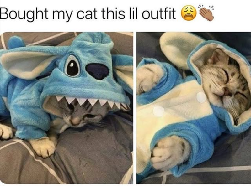 Bought my cat this lil outfit