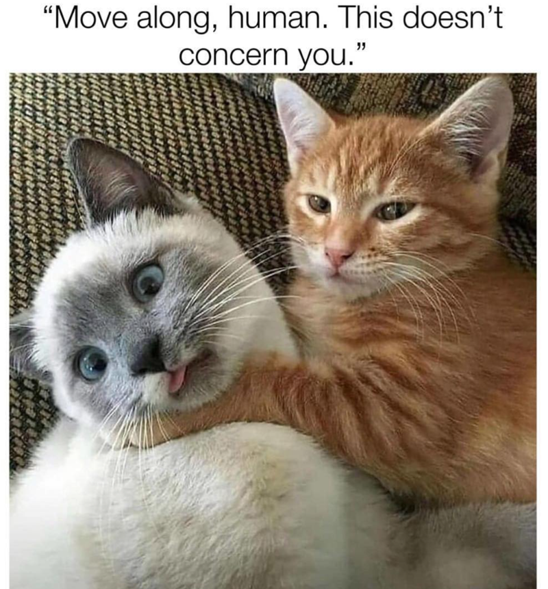 "Move along, human. This doesn't concern you."