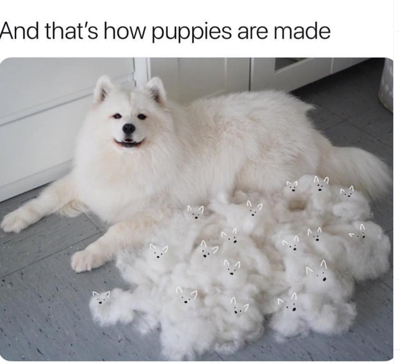 And that's how puppies are made