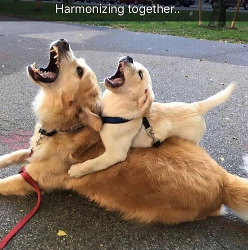 Harmonizing together..