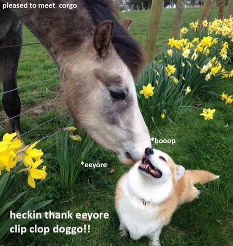 pleased to meet corgo *eeyore heckin thank eeyore clip clop doggo!! booop