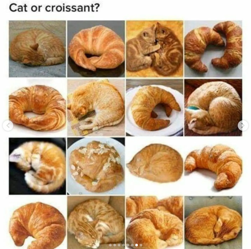 Cat or croissant? <