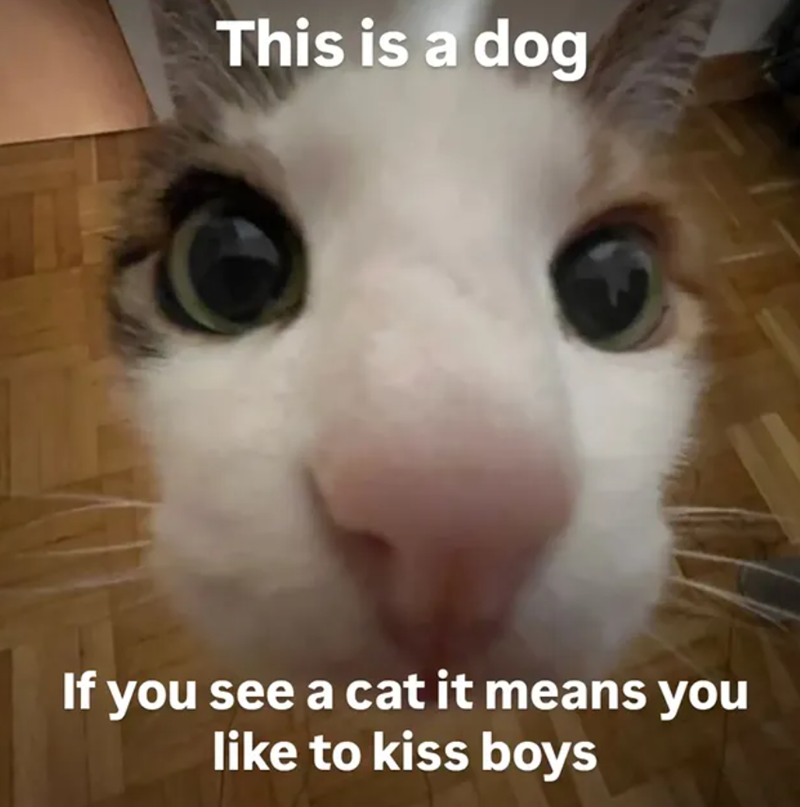 This is a dog If you see a cat it means you like to kiss boys