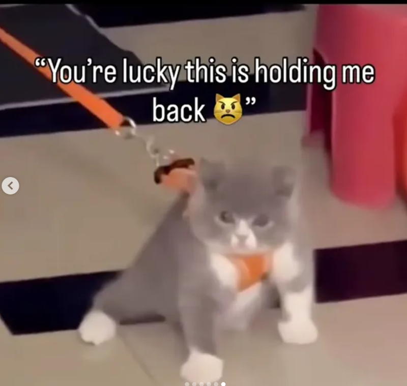 < "You're lucky this is holding me back "