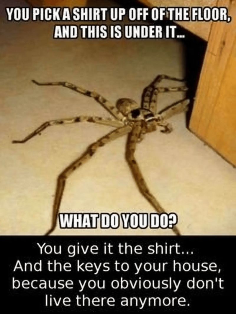 YOU PICK A SHIRT UP OFF OF THE FLOOR, AND THIS IS UNDER IT... WHAT DO YOU DO? You give it the shirt... And the keys to your house, because you obviously don't live there anymore.