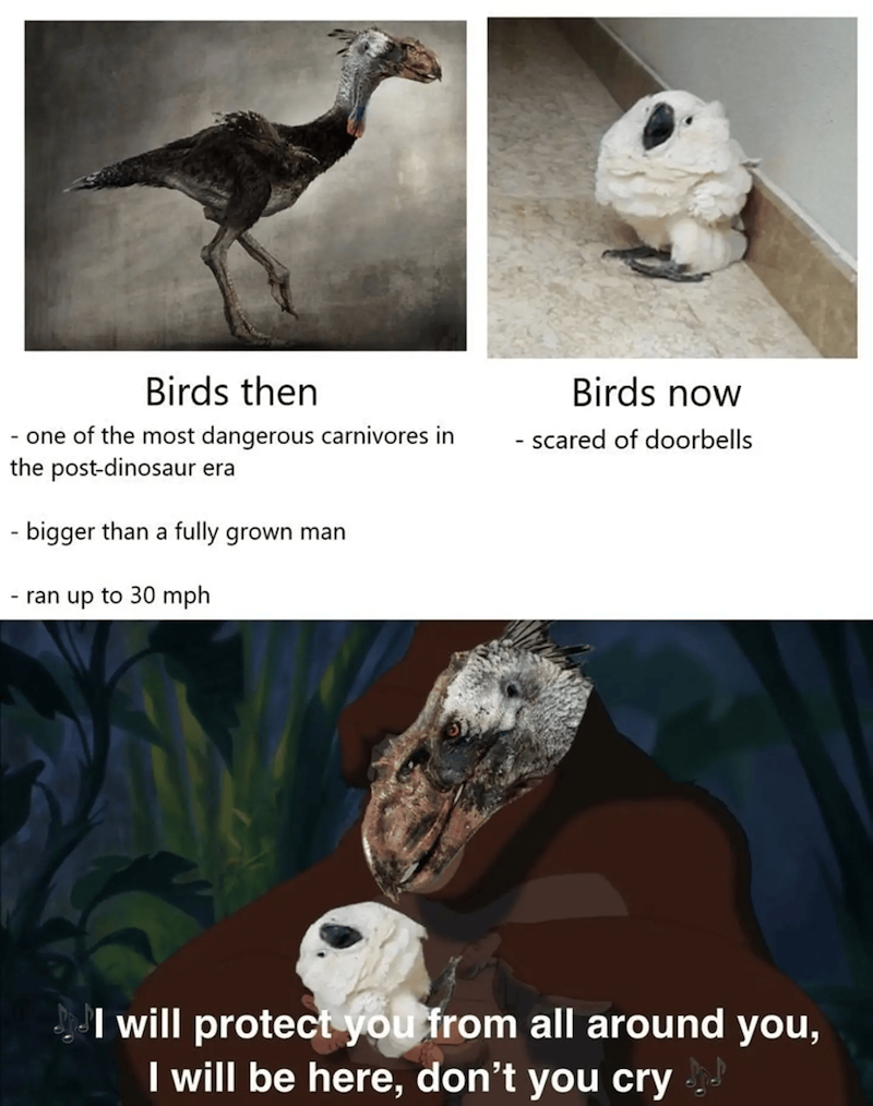 Birds then - one of the most dangerous carnivores in the post-dinosaur era - bigger than a fully grown man - ran up to 30 mph Birds now - scared of doorbells I will protect you from all around you, I will be here, don't you cry