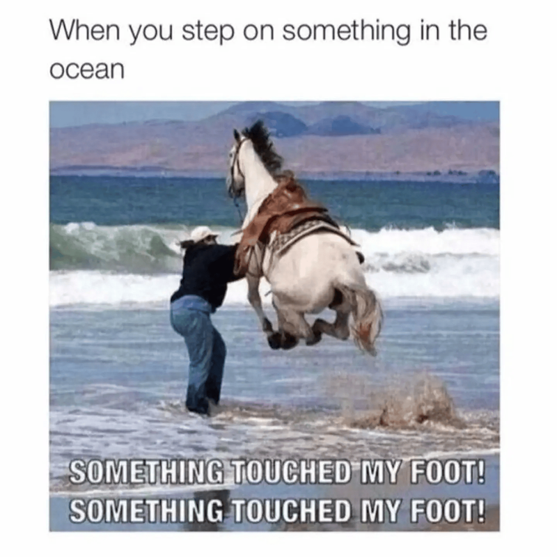 When you step on something in the ocean SOMETHING TOUCHED MY FOOT! SOMETHING TOUCHED MY FOOT!