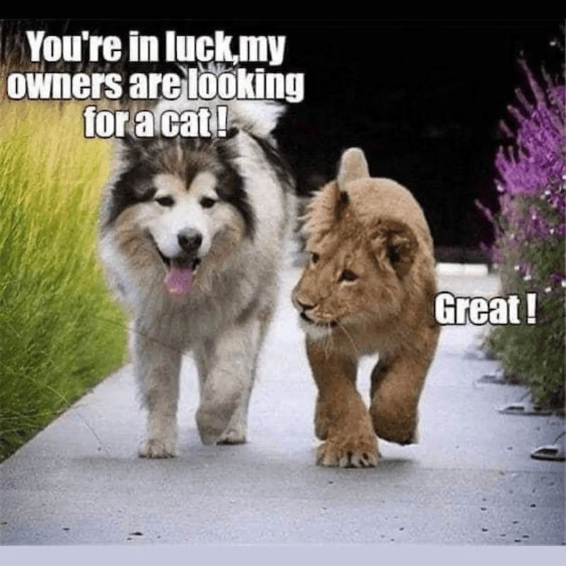 You're in luck,my owners are looking for a cat! Great!