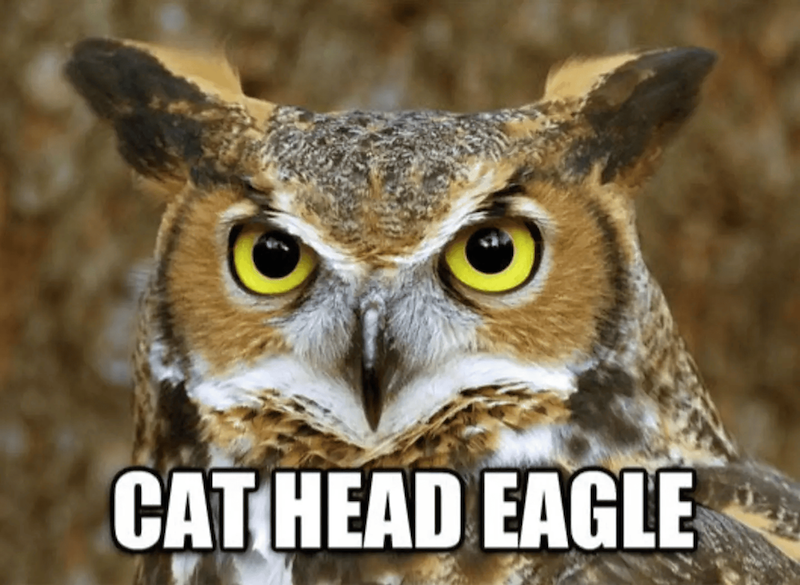 CAT HEAD EAGLE
