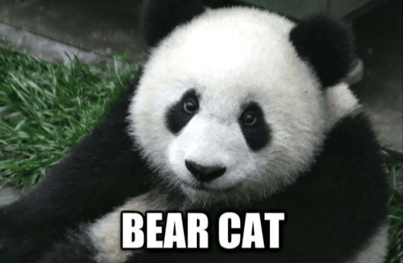 BEAR CAT