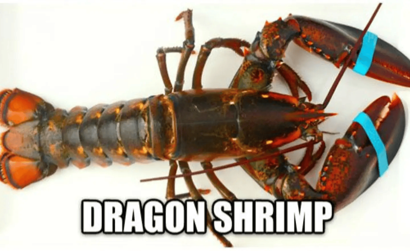 氏 DRAGON SHRIMP