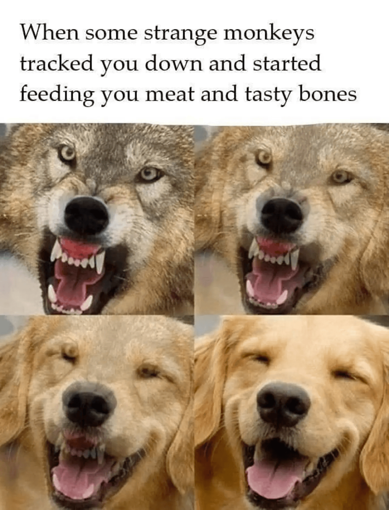 When some strange monkeys tracked you down and started feeding you meat and tasty bones