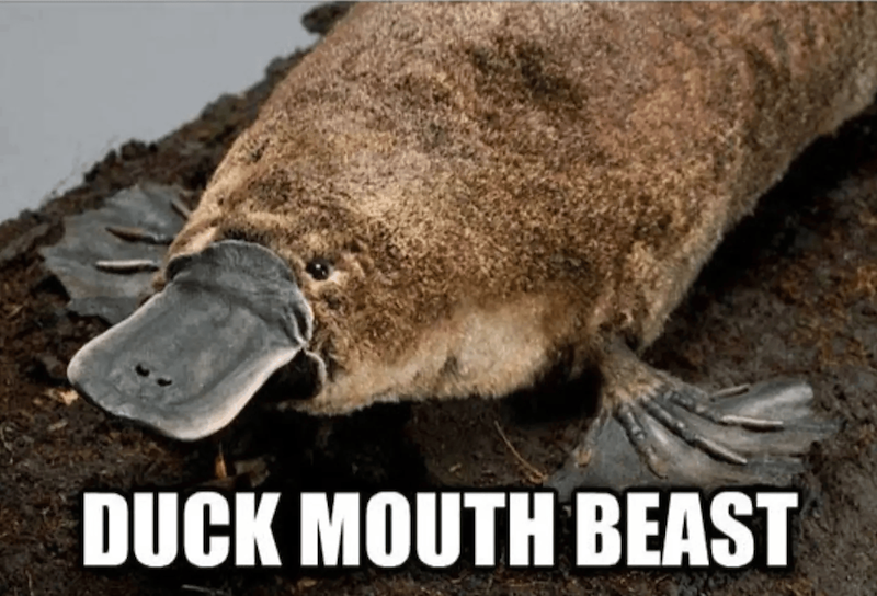 DUCK MOUTH BEAST