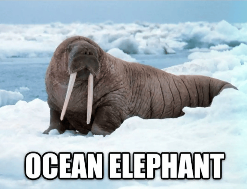 OCEAN ELEPHANT