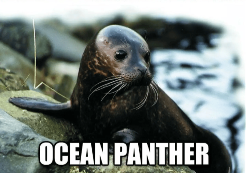 OCEAN PANTHER