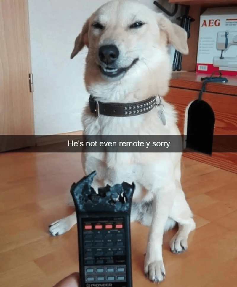 He's not even remotely sorry PIONEER AEG
