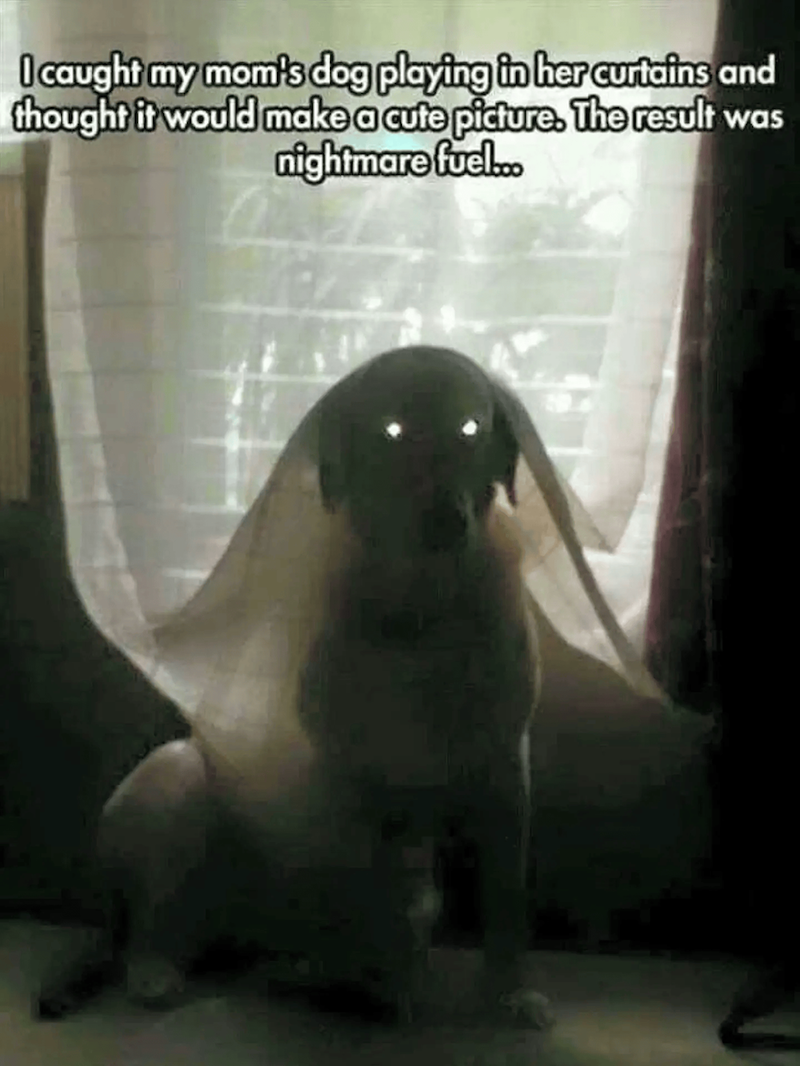 I caught my mom's dog playing in her curtains and thought it would make a cute picture. The result was nightmare fuel...